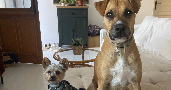 gaëlle pet sitter à CATENOY 60840_7