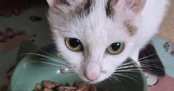 aurélie pet sitter à SOISSONS 02200_2