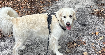 tiziana pet sitter à TALENCE 33400_6