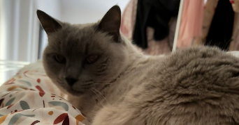 laetitia pet sitter à BORDEAUX 33000_5