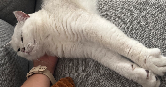 tam pet sitter à PARIS 11 75011_2