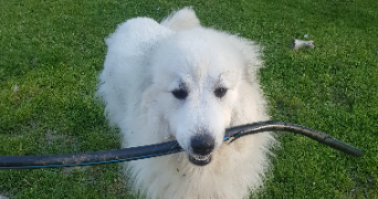 thalia pet sitter à BESANCON 25000_2