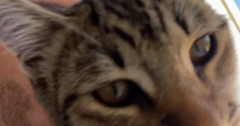 rafaël pet sitter à MARSEILLE 04 13004_2