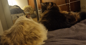 laure pet sitter à CLAMART 92140_4