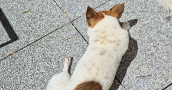 cidalia pet sitter à ST CYR SUR LOIRE 37540_3
