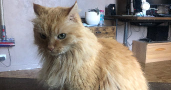 jessica pet sitter à Saint Pierre en faucigny 74800_1