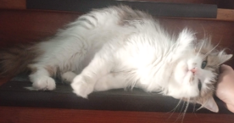 elise pet sitter à CHAMBERY 73000_3