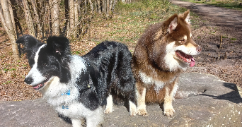 Hugues pet sitter à L ISLE ADAM 95290_1