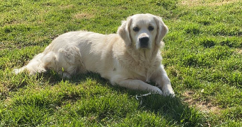 marion pet sitter à AUDINCTHUN 62560_2