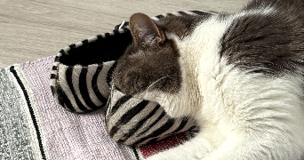 medina  pet sitter à Paris 75016_2