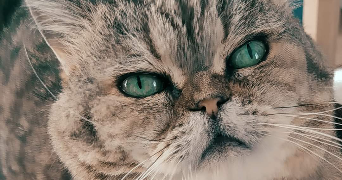 ROSA pet sitter à Chelles 77500