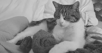 méline pet sitter à FONTAINE LES DIJON 21121