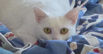 florence pet sitter à RIORGES 42153_6