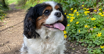 mallaury pet sitter à Saint-Martin-Des-Champs 29600_2