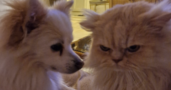 delphine pet sitter à LA CIOTAT 13600_3