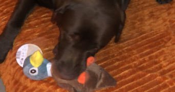 caroline pet sitter à VILLIERS ST FREDERIC 78640_5