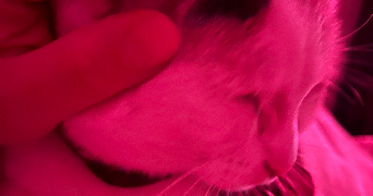 stephanie cat sitter à PARIS 17 75017_3
