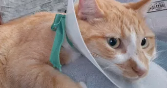 sandra pet sitter à LILLE 59000