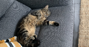 léa pet sitter à MONT ST AIGNAN 76130_0
