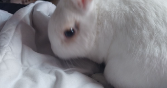 samantha pet sitter à ORLEANS 45000_2