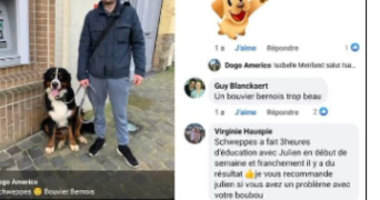 julien dog sitter à REXPOEDE 59122_1