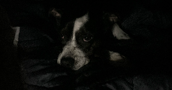 thaïs pet sitter à REIMS 51100_3