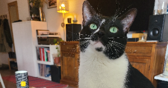 marine pet sitter à MAREIL MARLY 78750_0