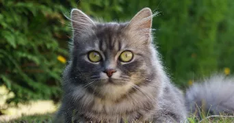 rose cat sitter à ROUEN 76000
