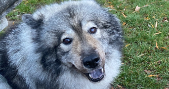 marie pet sitter à CARRIERES SUR SEINE 78420_5