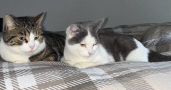 mehdi pet sitter à BEAUVAIS 60000_1