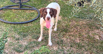 christelle pet sitter à CERNAY 68700_1