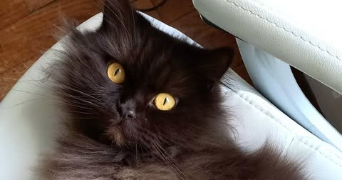 jami pet sitter à LANNION 22300_1