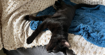 justine pet sitter à BORDEAUX 33800_8