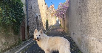 léa pet sitter à LEVROUX 36110_6