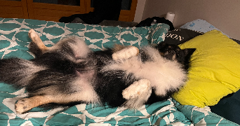 magali pet sitter à LE LUC 83340_2