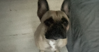 romuald pet sitter à DELLE 90100_0