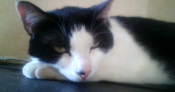 morgane pet sitter à LA SEYNE SUR MER 83500_1