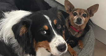 cecilie pet sitter à MONTIGNY LE BRETONNEUX 78180_0