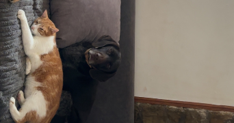 marjorie pet sitter à GEMMELAINCOURT 88170_3