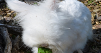 célina pet sitter à BREST 29200_5