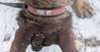 flavie pet sitter à CHAMPENOUX 54280_15