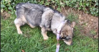 amélie dog sitter à Brétigny-sur-Orge 91220_6