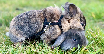 laure pet sitter à VIBRAYE 72320_4