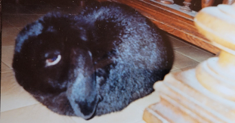hélène pet sitter à LUDRES 54710_2