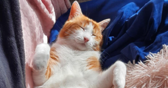 adeline pet sitter à CEAUX EN LOUDUN 86200_2