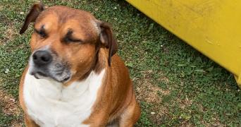 melanie pet sitter à POITIERS 86000_0