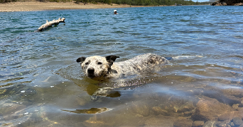 lola pet sitter à Rueil-Malmaison 92500_4