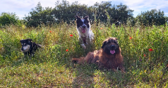 cassandre pet sitter à MONTELIMAR 26200_2