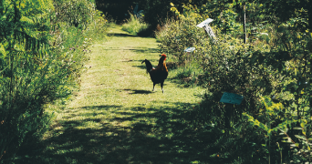 nicolas pet sitter à LORIENT 56100_10