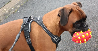 jessica pet sitter à BATILLY EN PUISAYE 45420_1